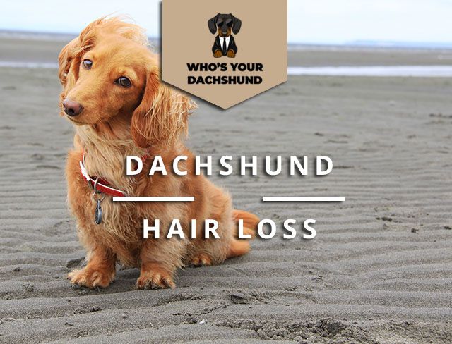 Blue Dachshund Hair Loss: Causes, Symptoms, and Treatment - wide 8