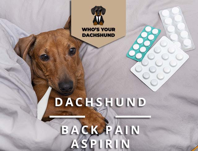 can my dog take aspirin