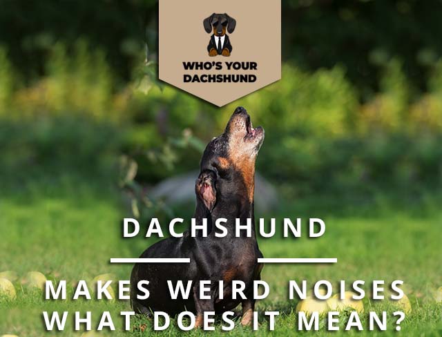 are mini dachshunds usually noisy