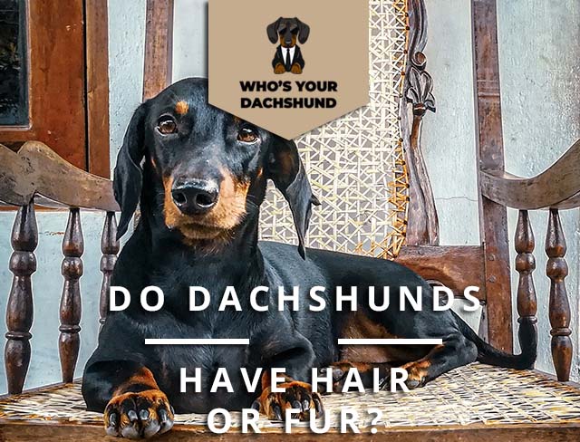 do smooth haired dachshunds malt