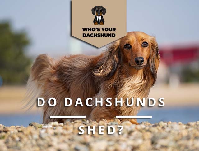 do smooth haired dachshunds malt