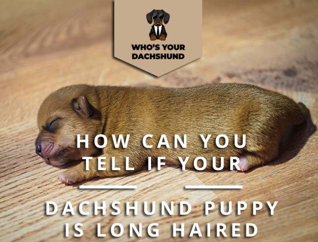 How Can You Tell If Your Dachshund Puppy Is Long Haired More